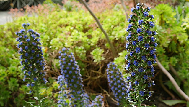 Blauer Natterkopf "Stolz von Madeira" (Echium candicans)
