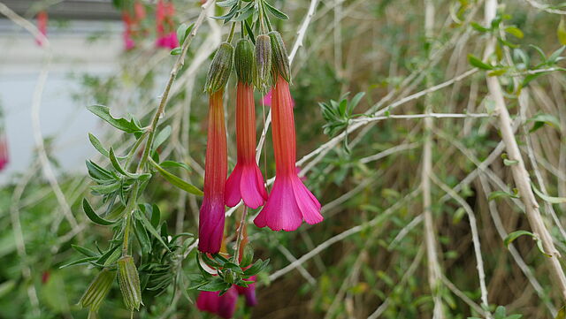 Cantua buxifolia (Polemoniaceae): Heilige Blume der Inkas (Herkunft: Peru/Chile/Bolivien)