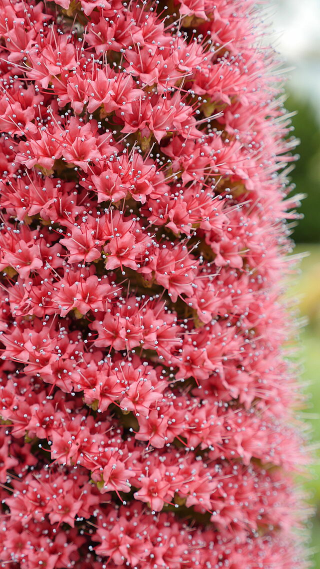 Diamant-Natternkopf (Echium wildpretii) mit roten Blüten