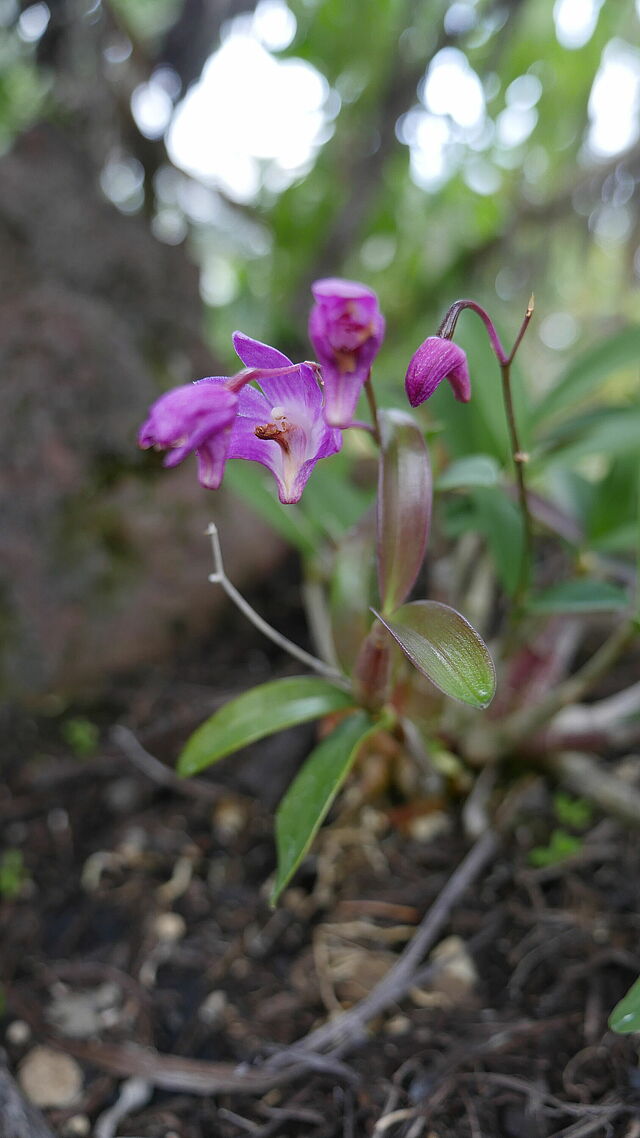 Seltene Schönheit: Eine Dendrobium kingianum Orchidee (Herkunft: Australien)
