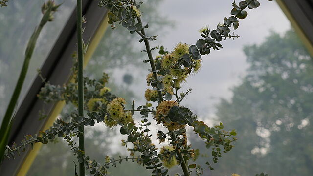 Blühender Eukalyptus